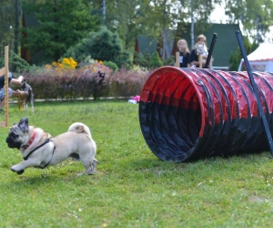 Mops ćwiczy tunel na agility - Obóz Psia Akademia Vogue Travel