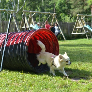 Chichuachua wybiera z tunelu na agility - Obóz Psia Akademia Vogue Travel